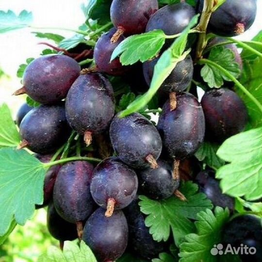 Саженцы оптом Крыжовник сорт Финик