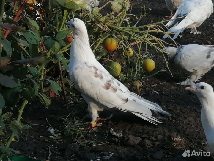 Бакинские голуби