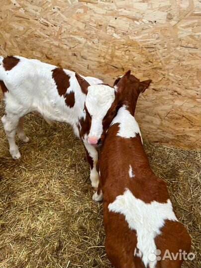 Телята доставка с выбором