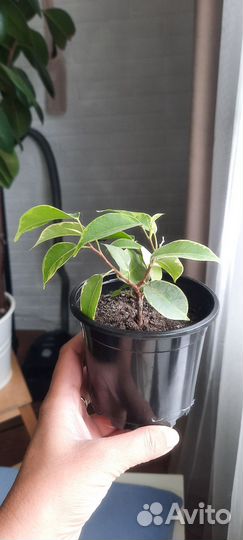 Фикус бенджамина
