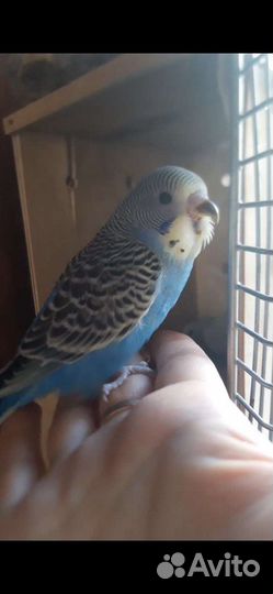 Волнистые попугайчтки ручные