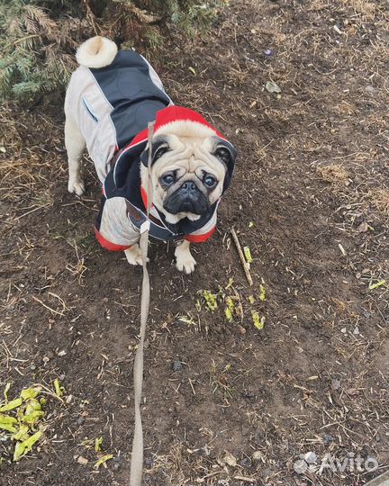 Вязка собак мопс