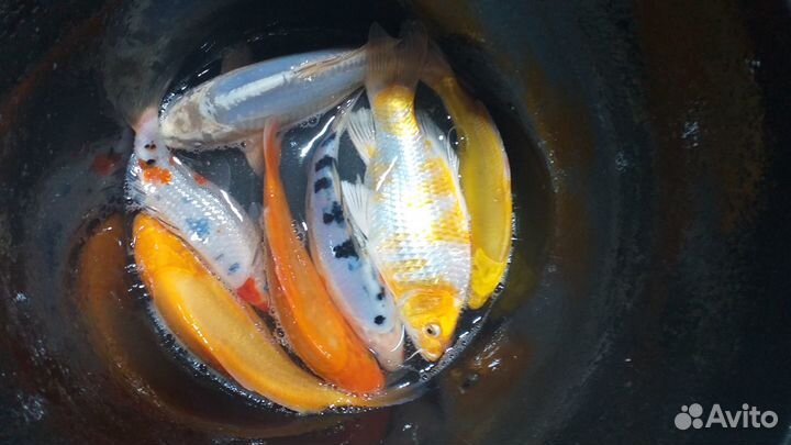 Карпы кои,караси кометы,малек,подростки,производит