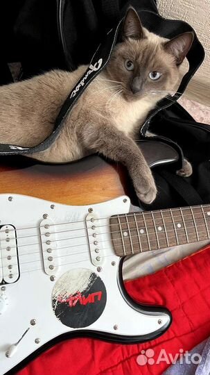 Электрогитара fender squier bullet