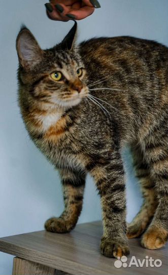 Кошка