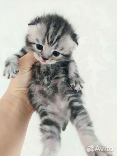 Шотландские котята