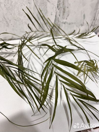 Листья пальмы сухоцвет