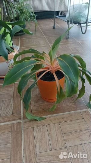 Хлорофитум оранж
