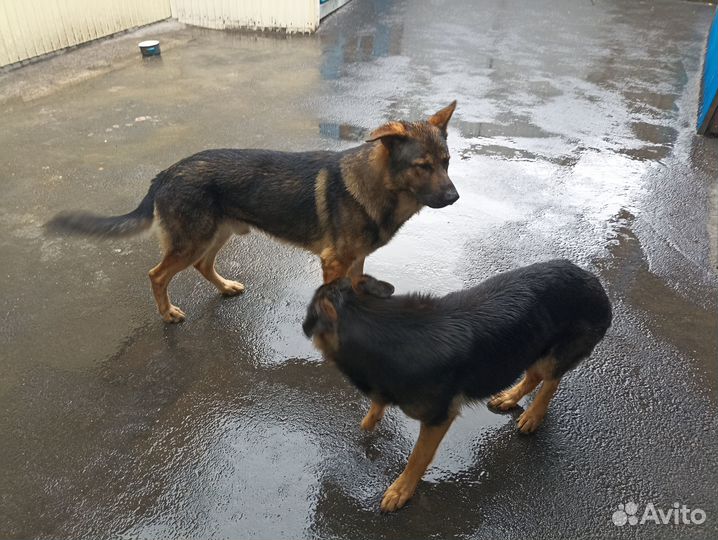 Немецкие овчарки