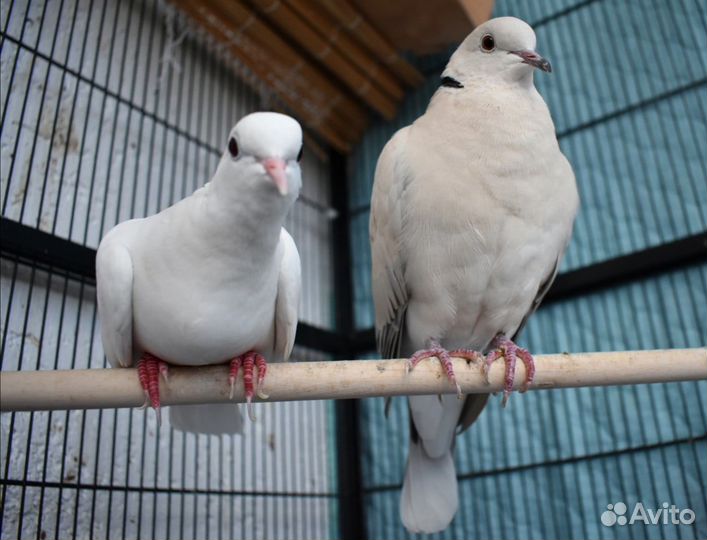 Смеющаяся горлица парочка с клеткой