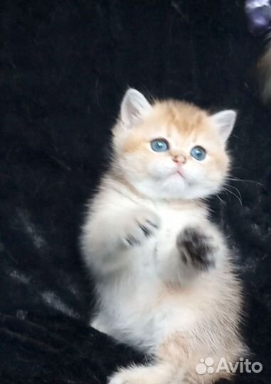 Шотландская золотая шиншилла ny 11