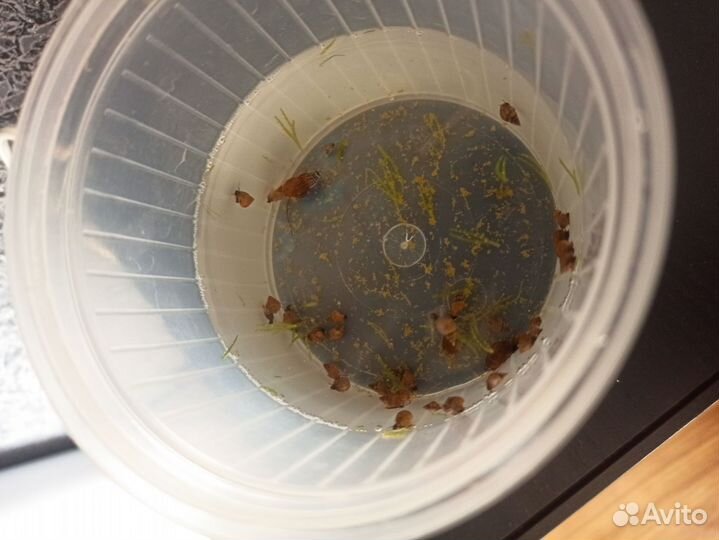 Улитки Мелании