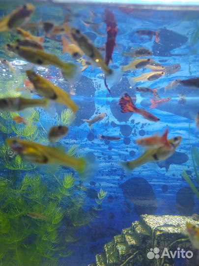 Аквариумные растения, гуппи