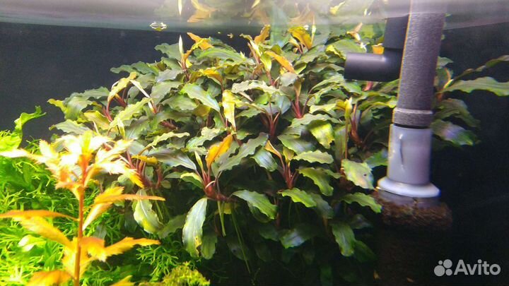 Аквариумные растения