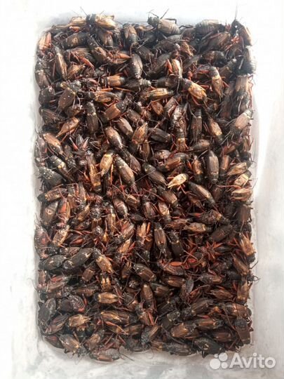 Замороженные насекомые