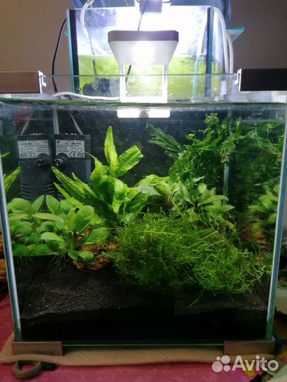 Аквариум