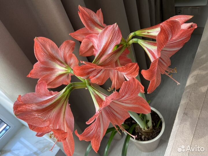 Гиппиаструм