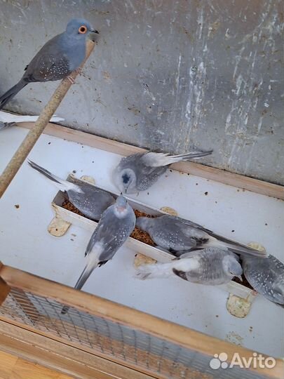 Бриллиантовые горлицы