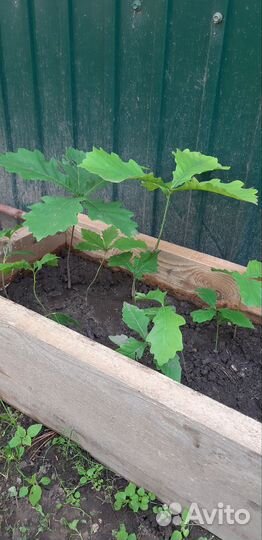 Дуб дальневосточный