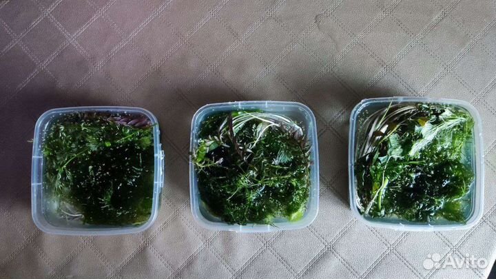 Аквариумные растения