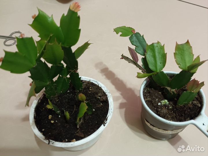 Шлюмбергеры,черенки