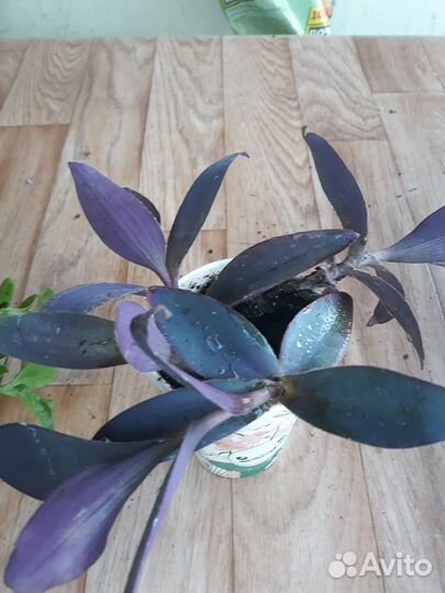 Продаю цветы