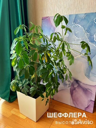 Аренда комнатных цветов и растений в Сочи