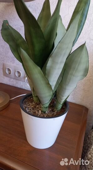 Сансевиерии сортовые Муншайн,футура грин