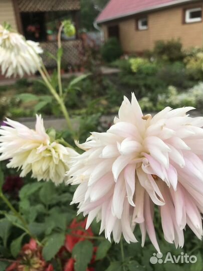 Обмен клубнями георгин