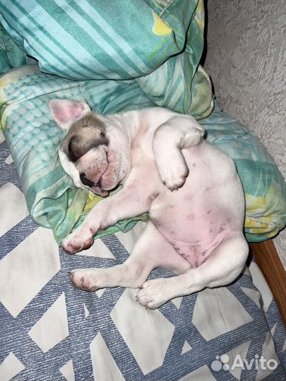 Французский бульдог девочка