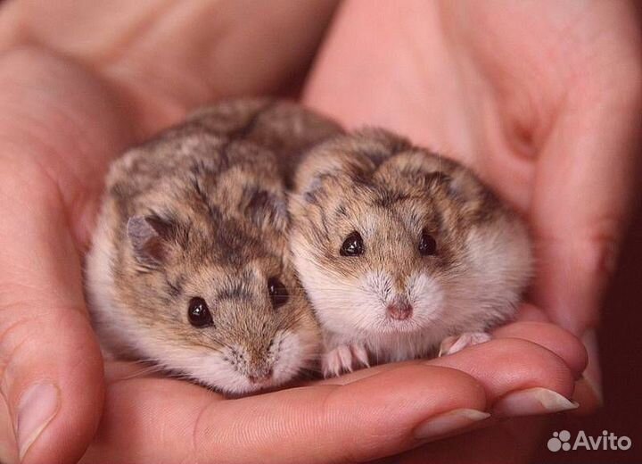 Джунгарский хомяк