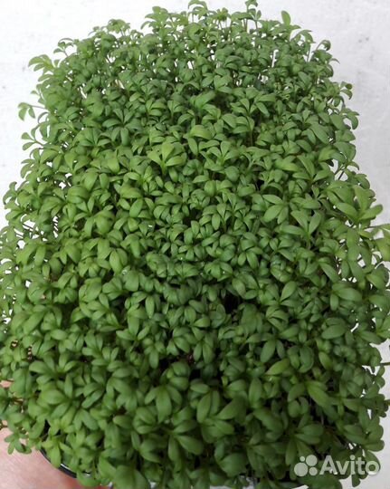 Микрозелень