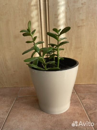 Денежное дерево