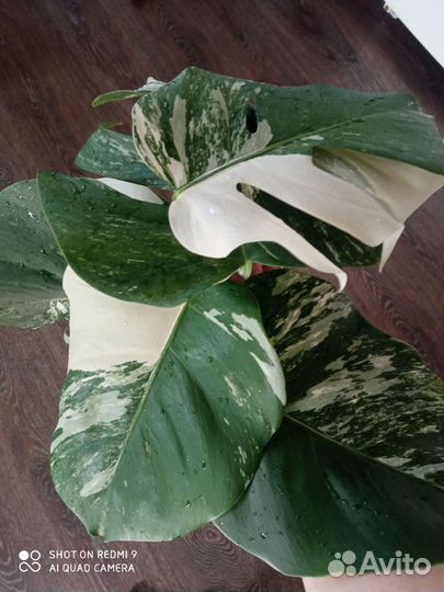 Монстера альба
