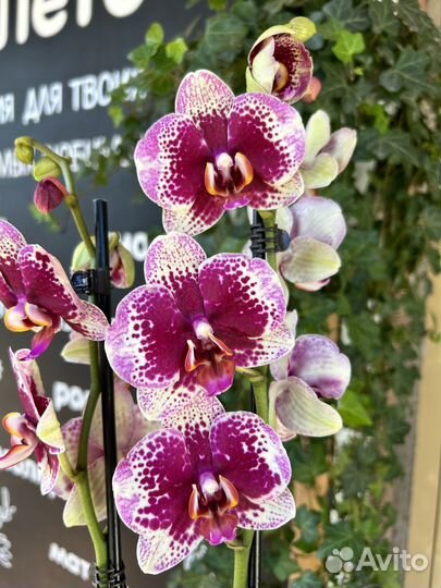 Орхидея фаленопсис