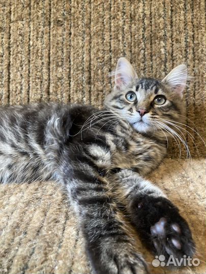 Сибирские пушистые котята