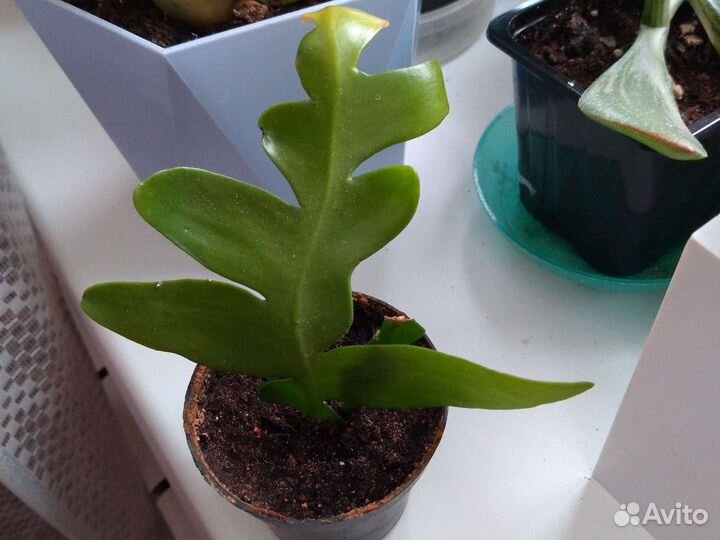 Суккуленты, кактусы