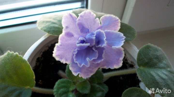 Фиалки, молодые розетки (в пластиковых стаканчиках