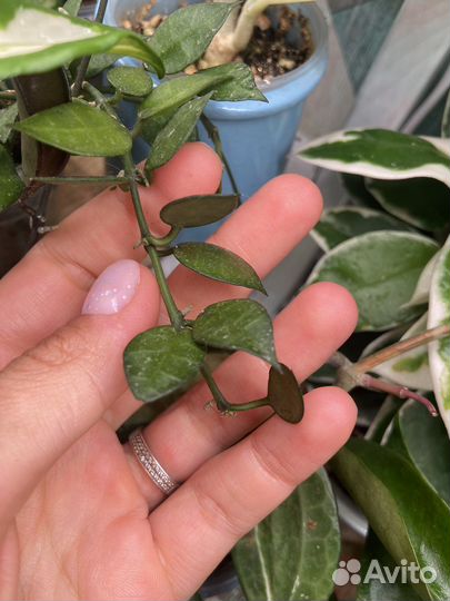 Хойи и дисхидии на срез