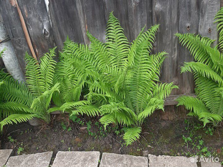 Папортник садовый