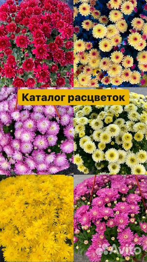 Хризантема мультифлора