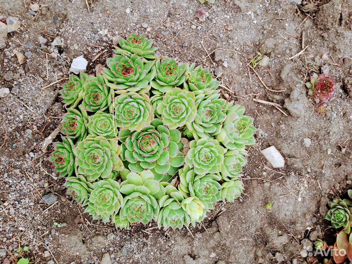 Молодило-каменная роза