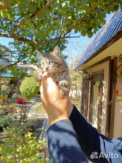 Отдаем котят
