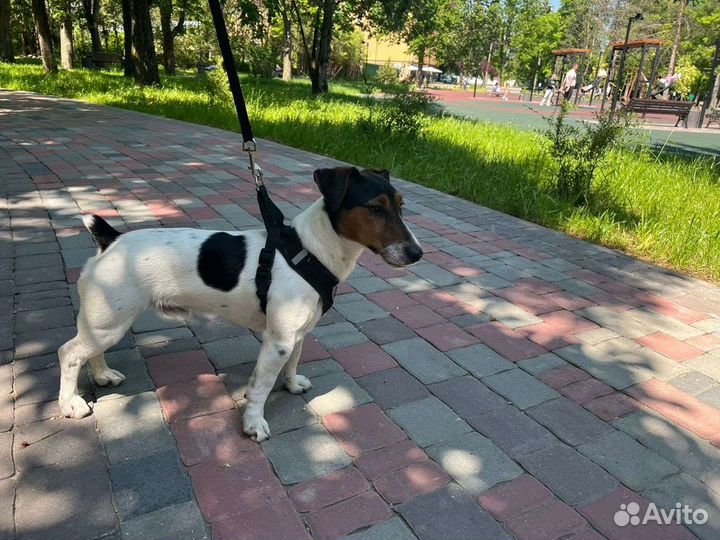 Вязка Джек Рассел терьер