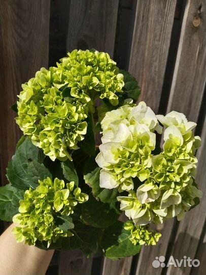 Гортензия крупнолистная