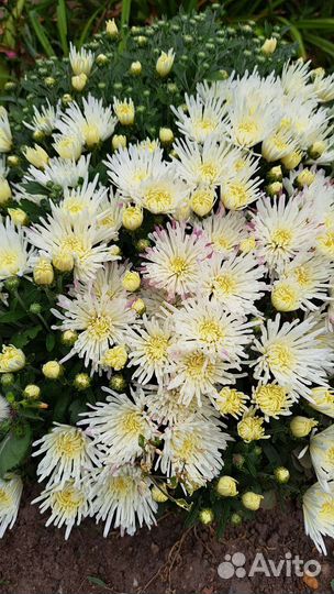 Хризантемы мультифлоры