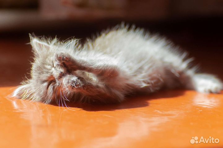 Серый котенок