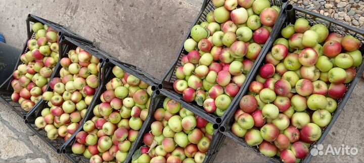 Яблоки