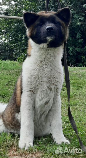 Собака в добрые руки отдам бесплатно