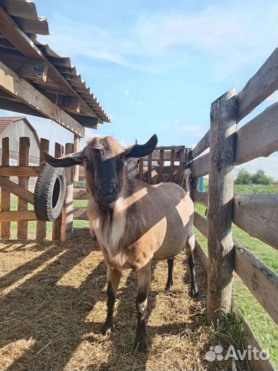 Козы дойные